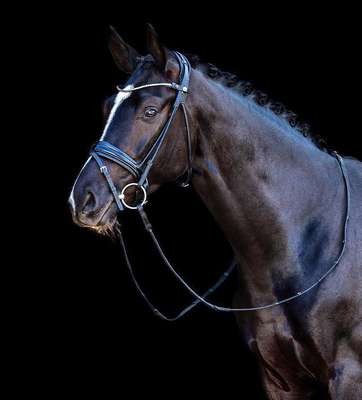 FINESSE BRIDLES CASSIDY HOOFDSTEL