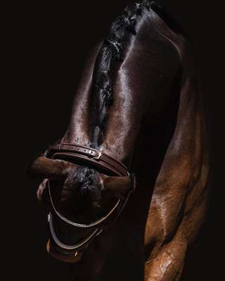 FINESSE BRIDLES CASSIDY STANG & TRENS HOOFDSTEL